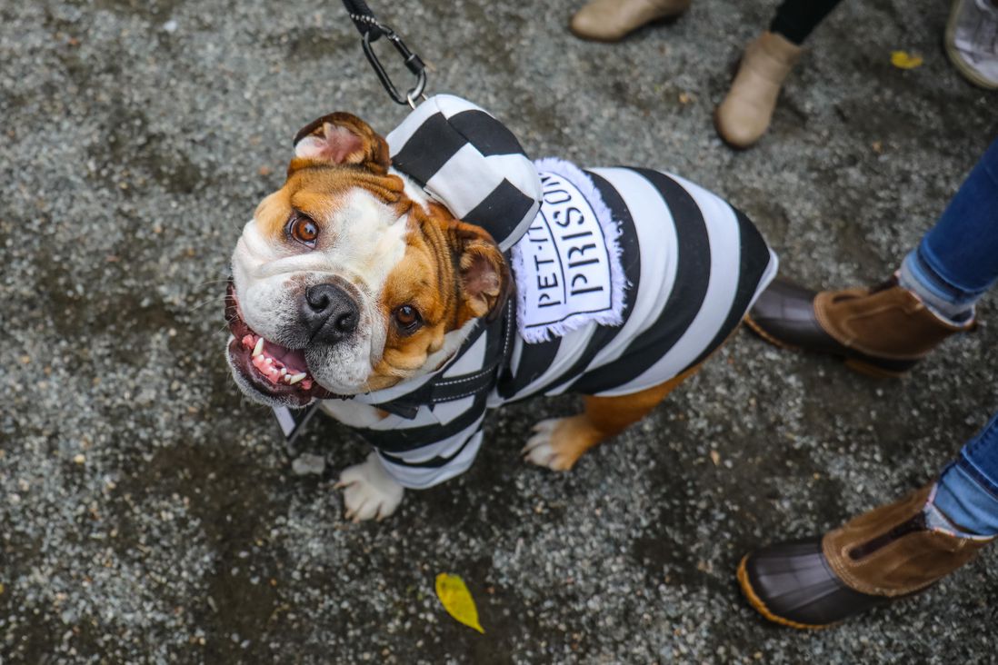 dog as prisoner